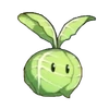 Cabbage