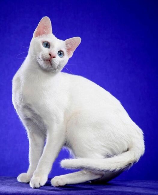 Здоровье Као-мани