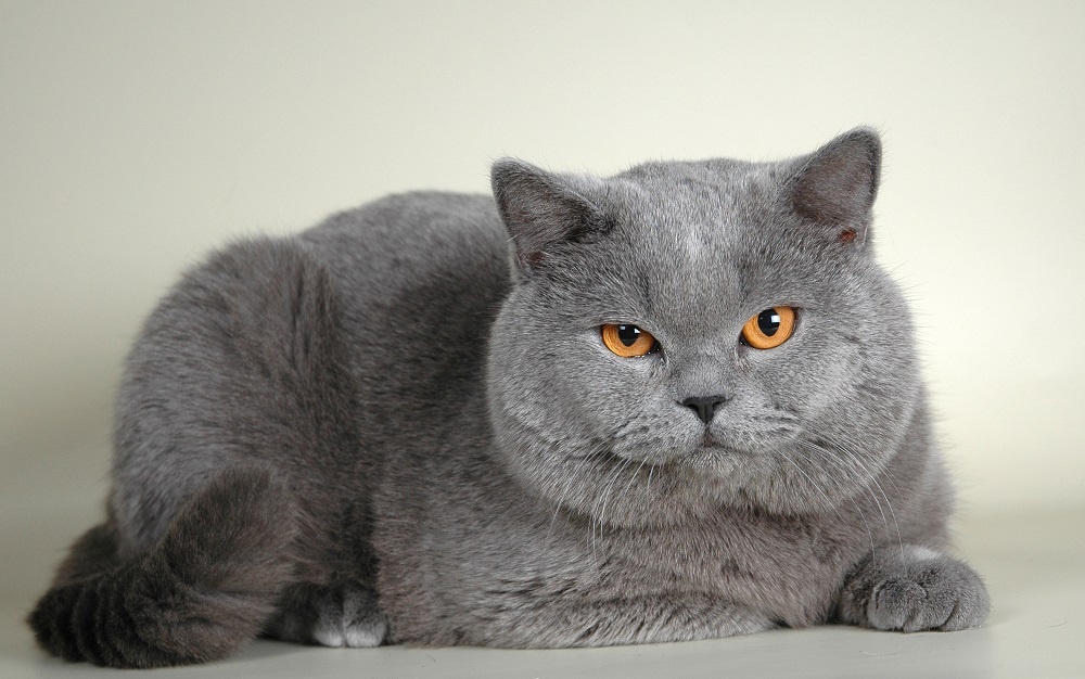 Британская короткошёрстная кошка | Кошки вики | Fandom