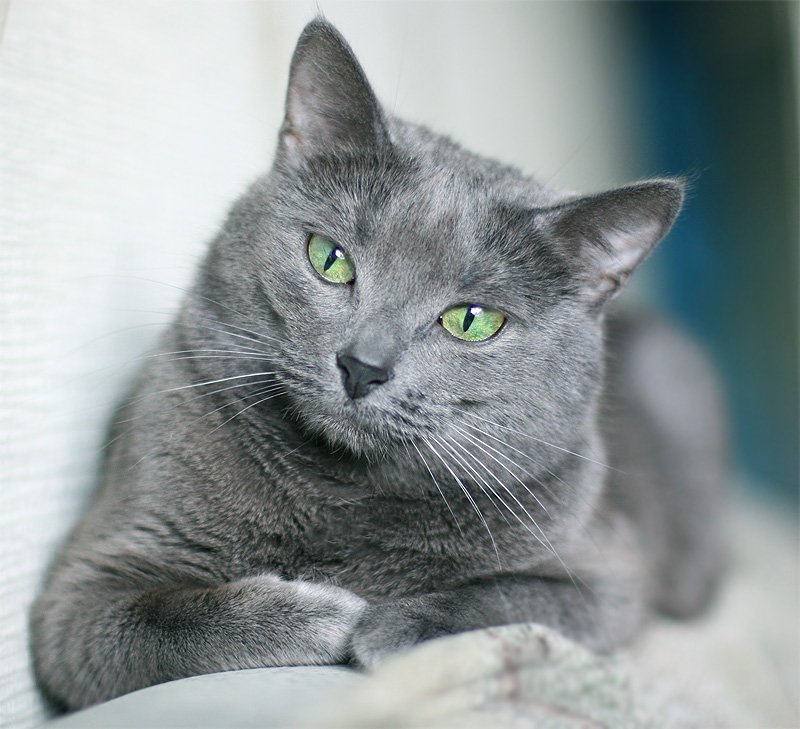 Русская голубая кошка | Кошки вики | Fandom