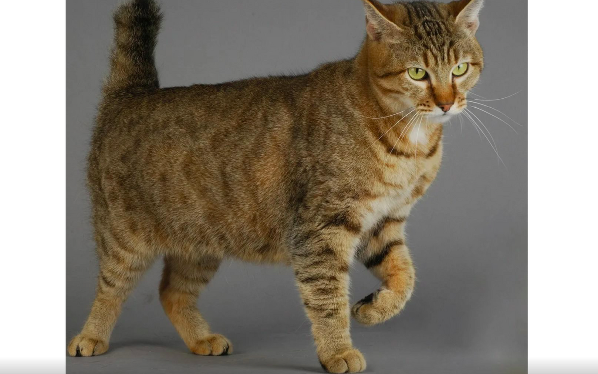 Как выглядят коты бобтейлы Такого Штушу: ru_cats ЖЖ