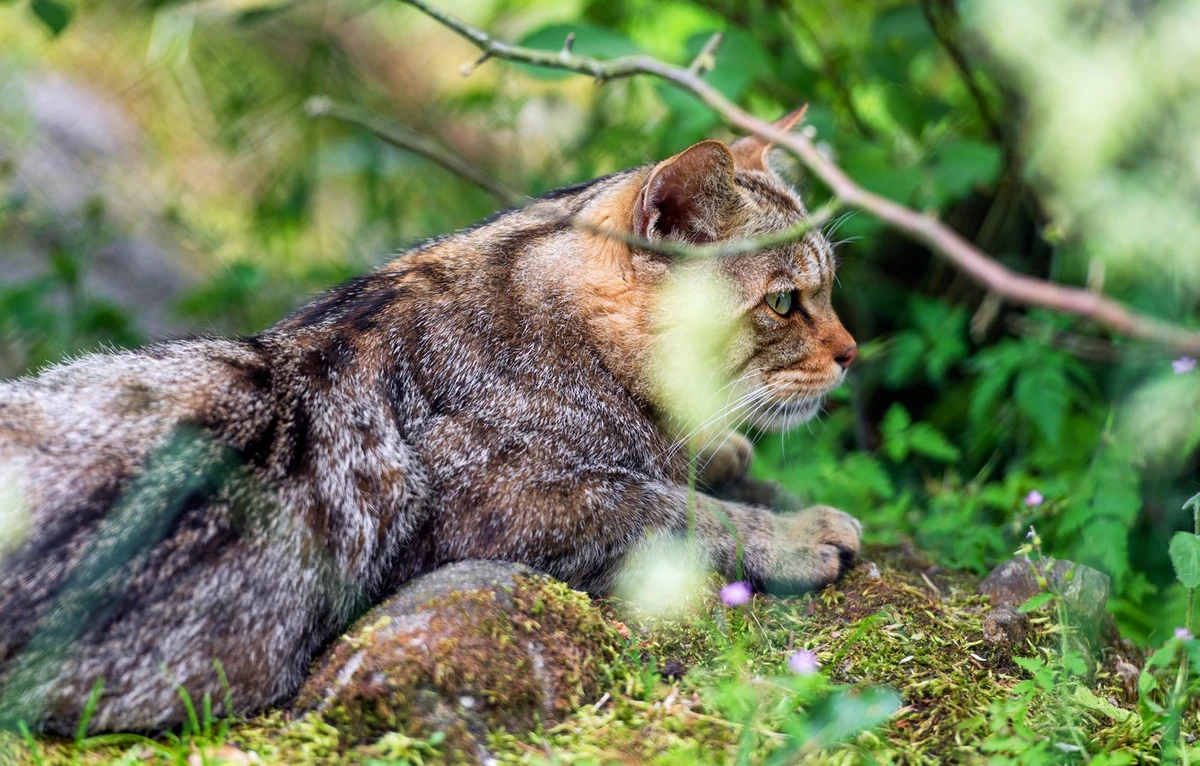 Кошка из лесов америки 6. Лесной кот. дикая европейская кошка. дикие кошки в природе. лесной кот 1920 1080.