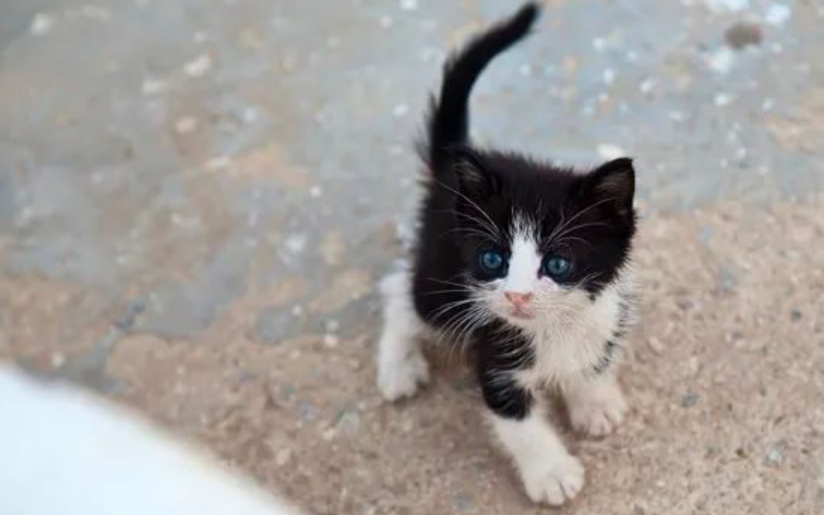 Черный котенок с белой мордочкой. Маленький черно белый котенок. Черно белый котенок с голубыми глазами. Черно-белая мелкая кошечка.