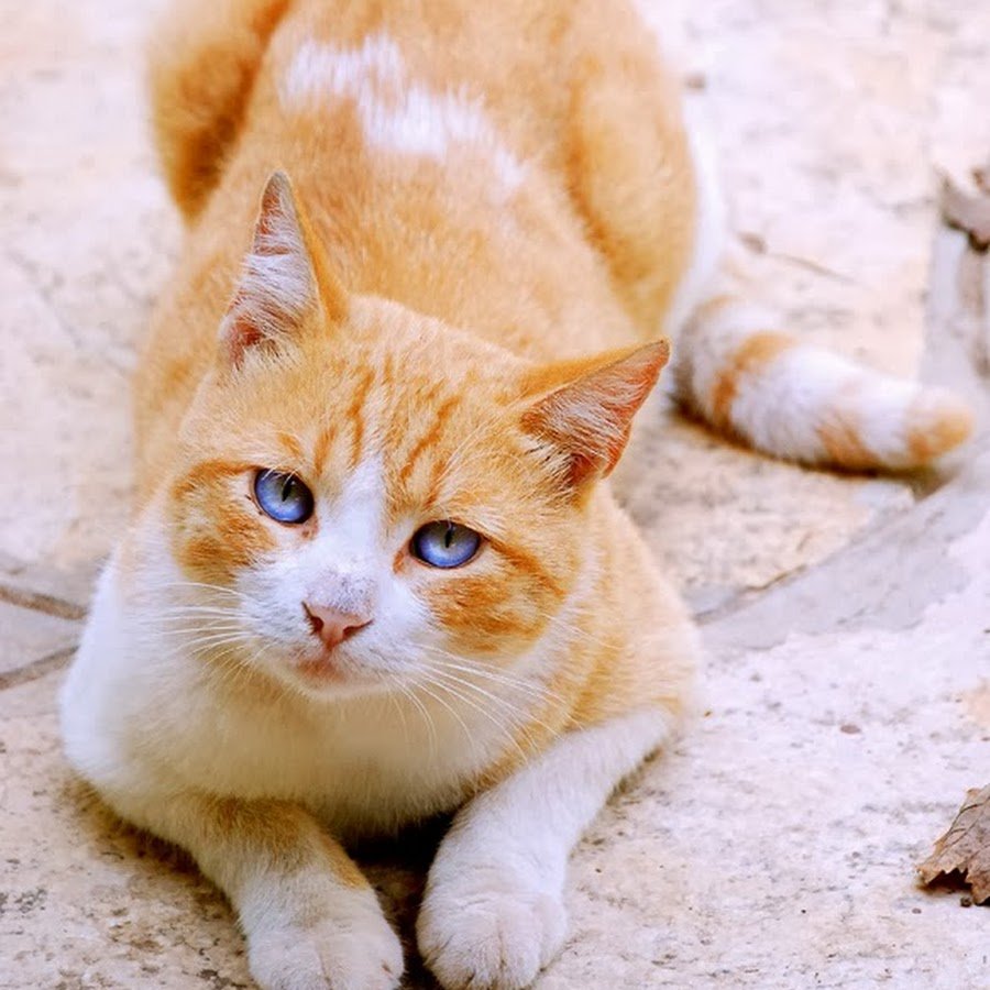 Светозарная | коты воители в реальной жизни вики вики | Fandom