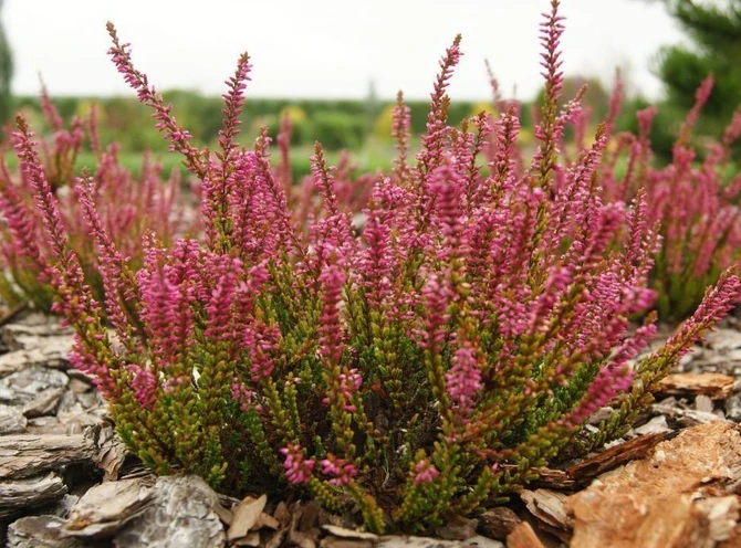 Целебные травы