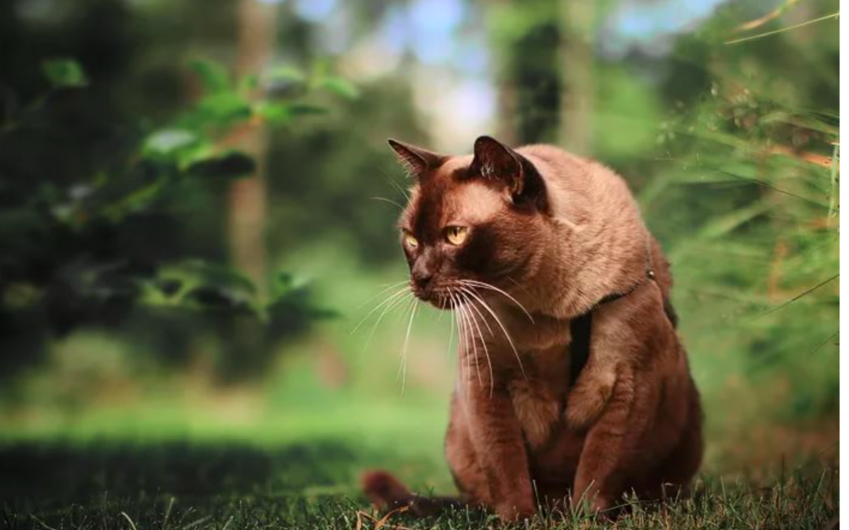 Как выглядят коричневые коты Chocolate cats are uncommon, because the gene that is associated with their lush