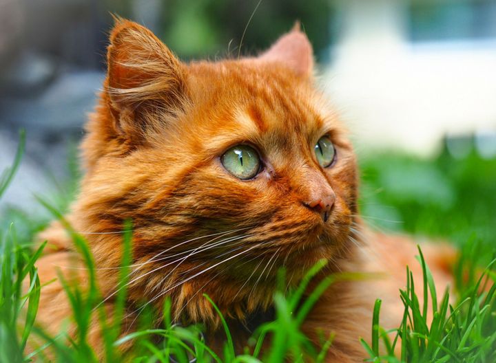 Ржавница | коты воители в реальной жизни вики вики | Fandom