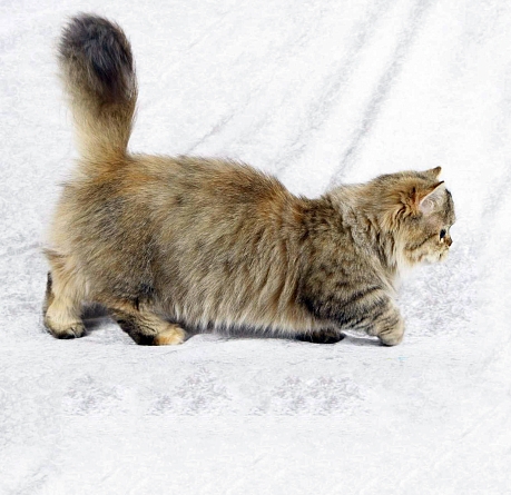 Top 10 Rare Cat Breeds Rare cats, Cat breeds, Napoleon cat