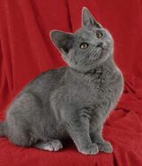 Chartreux-2