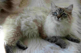 Siberian-cat