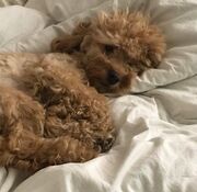 NOVALIGHT Seyeon's pet dog Choco