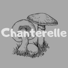 Chanterelle (Group)