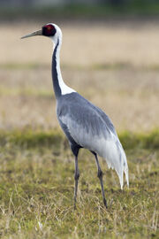 White-naped Crane at Saijyo Ehime2