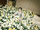 Jaehyun Roses Dandelion concept photo 3.webp