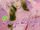 Beep Beep (Jessica)