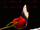 (G)I-DLE I Burn scheduler.png