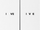 IVE I've IVE Ver. 1 cover art.png