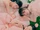 Red Velvet para The ReVe Festival 2022 - Feel My Rhythm 6.png