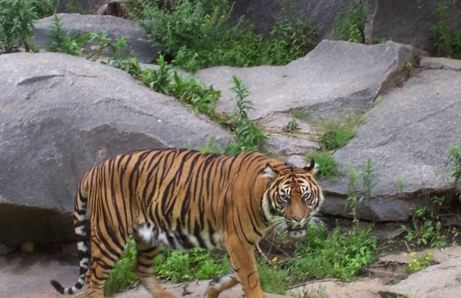 Tigress | Kung fu panda species s Wikia | Fandom