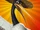 Avatar Crane1.png