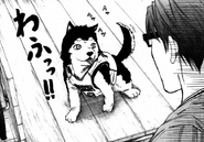 Midorima encounters Kuroko's dog at the Winter Cup