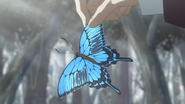 The butterfly