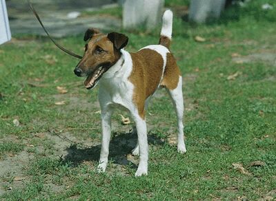 Simaszőrű foxterrier