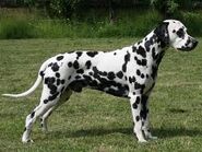 Dalmata 3.