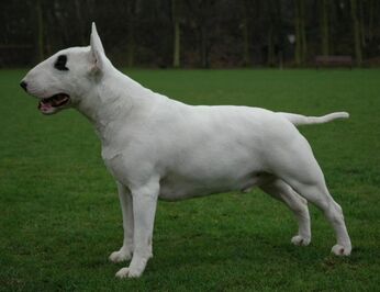 Bullterrier