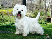 West highland white terrier