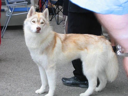 Spiccek | Kutya-wiki | Fandom