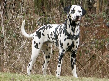 Dalmata