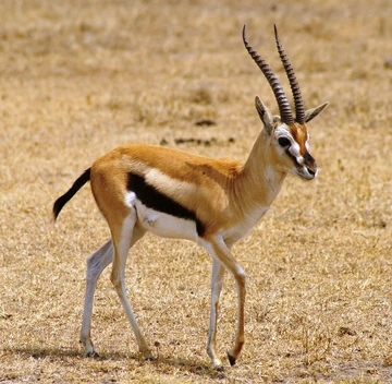 Gazelle | Kylar Wiki | Fandom