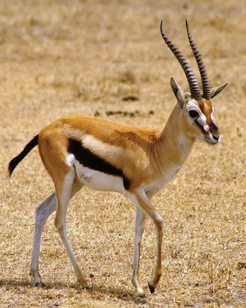 Gazelle Kylar Wiki Fandom