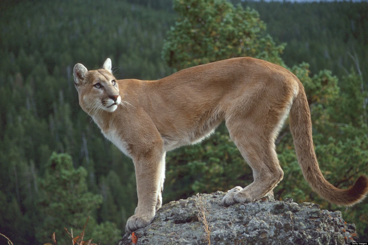 Cougar | Kylar Wiki | Fandom, image size:1536x1023