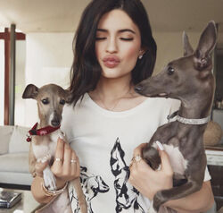 Kylie jenner dogs top breed