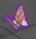 Poverty Moth