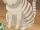 Tora