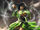 Moshi Rukia 2.jpg
