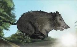 A boar