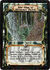The Edge of Shinomen Forest-card