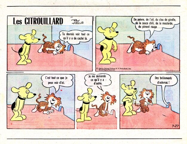 Citrouillard ddh.jpg