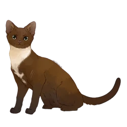 Chats Du Clan De L Ombre Wiki La Memoire Des Etoiles Fandom
