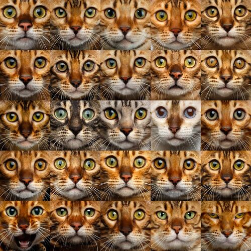Bengal-cats-eye-colors
