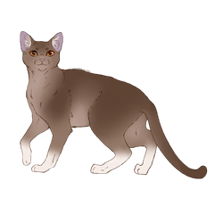 Chats Du Clan Du Tonnerre Wiki La Memoire Des Etoiles Fandom Chats Du Clan Du Tonnerre Wiki La Memoire Des Etoiles Fandom