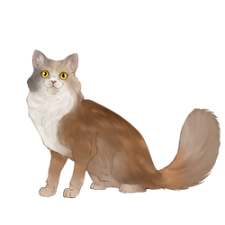 Chats Du Clan De L Ombre Wiki La Memoire Des Etoiles Fandom Chats Du Clan De L Ombre Wiki La Memoire Des Etoiles Fandom
