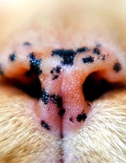 Genetique Wiki La Memoire Des Etoiles Fandom Genetique Wiki La Memoire Des Etoiles Fandom