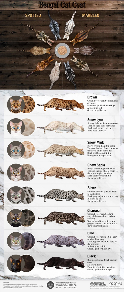 Bengal-cat-colors-patterns-coat-infographic