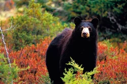 Ours noir