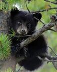 6e8bec5bf4ceda463a6eb596eacabd60--cute-bears-baby-bears